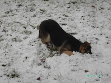 Schæferhund Tikki      10/9-05 billede 12
