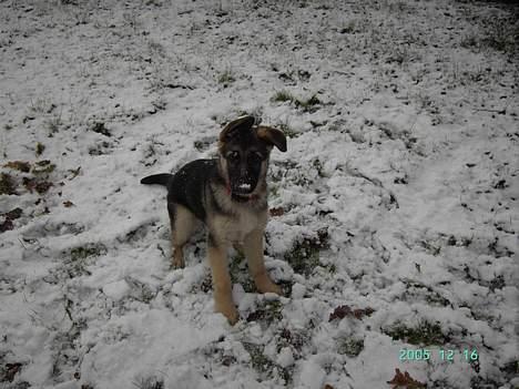 Schæferhund Tikki      10/9-05 - Det er lidt koldt billede 13