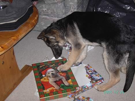 Schæferhund Tikki      10/9-05 - Se jeg har selv pakket min første julegave op... billede 14