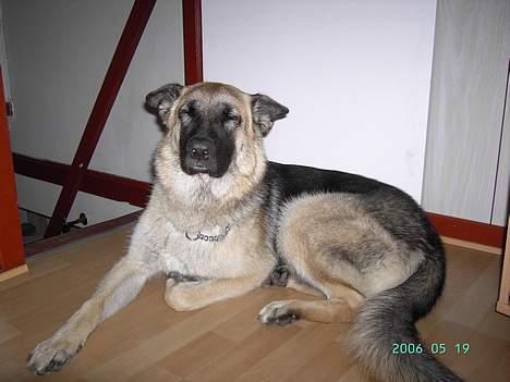 Schæferhund Tikki      10/9-05 - Dæk billede 15