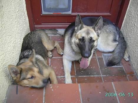 Schæferhund Tikki      10/9-05 - hmm... færdig med at lege billede 16