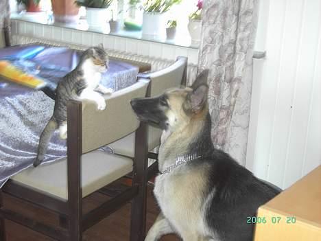 Schæferhund Tikki      10/9-05 - Skal vi lege billede 17