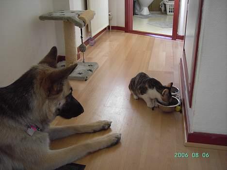 Schæferhund Tikki      10/9-05 - Bare jeg kunne få lidt billede 18