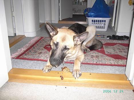 Schæferhund Tikki      10/9-05 - nam nam billede 19