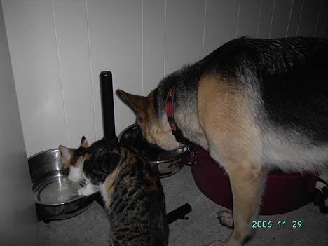 Schæferhund Tikki      10/9-05 billede 20