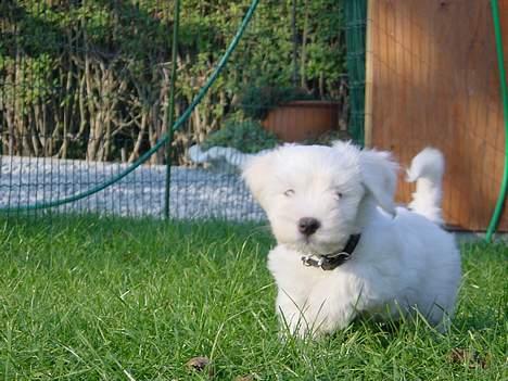 Coton de tulear louie - Her er han på opdagelse i den store verden billede 4