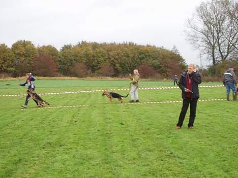 Schæferhund Maegaard's Falco R.I.P - Falco på kombiskue i Odense billede 15