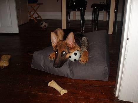 Schæferhund Maegaard's Falco R.I.P - Min sækkestol er bare et af mine favorit steder billede 16