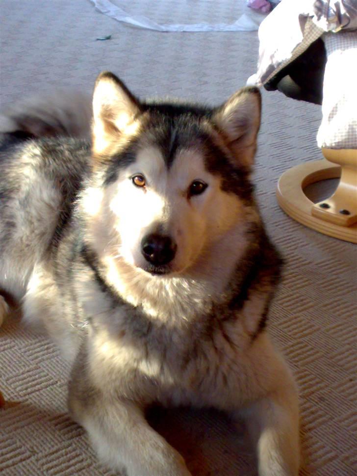 Alaskan malamute Tkaya - 3 år billede 1
