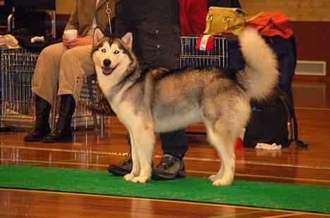 Alaskan malamute Tkaya billede 2