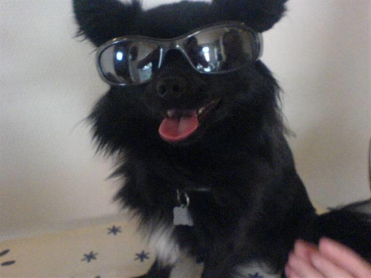 Blanding af racer Zeus - Uhh Jeg er så lækker læk lækker billede 2