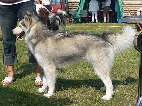 Alaskan malamute Tkaya billede 3