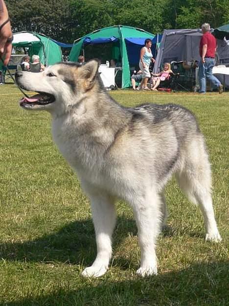 Alaskan malamute Tkaya billede 4