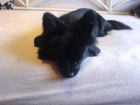 Blanding af racer Zeus - Man bliver så læt træt, når man er super- Zeus billede 3