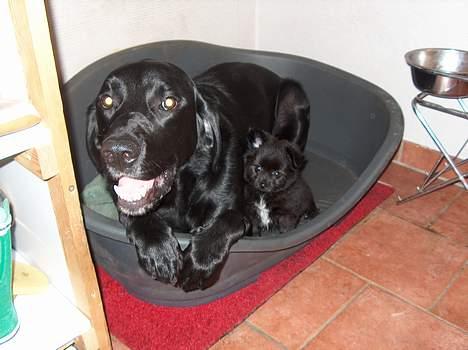 Blanding af racer Zeus - her kan i se Zeus sammen med sin storebror Chang, da Zeus kun var 8 uger billede 4