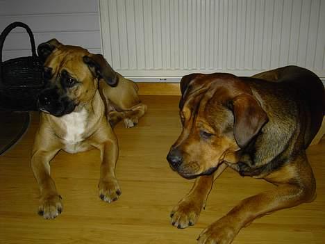 Blanding af racer Freja billede 16