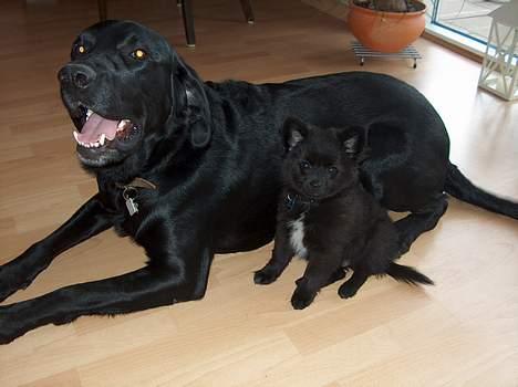 Blanding af racer Zeus billede 5