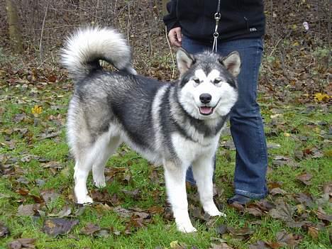 Alaskan malamute Lady  - Er jeg ikke bare flot billede 11