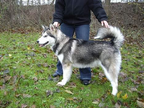 Alaskan malamute Lady  - 6 måneder nu  billede 12