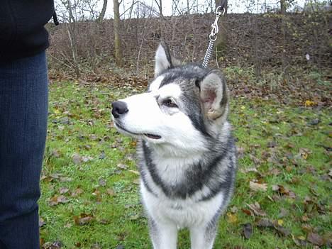 Alaskan malamute Lady  - sagde du noget billede 13