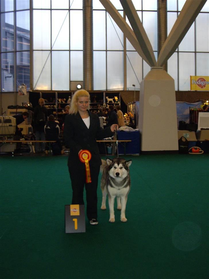 Alaskan malamute Lady  - Lady på Amsterdam udstillingen 1v.CERT CACIB Bedste tæve BIM billede 14