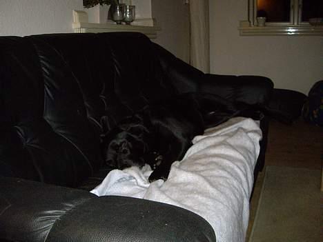 Blanding af racer Elvis - Den sofa kalder hele tiden på mig billede 10