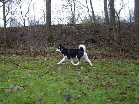 Alaskan malamute Ashanti - Hvor er snen og slæden billede 8
