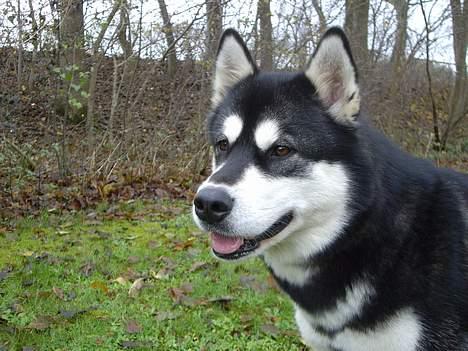 Alaskan malamute Ashanti - hej du gir du ikke en guf billede 9