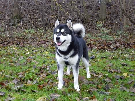 Alaskan malamute Ashanti - nøøøj hvor kan jeg stå flot billede 10