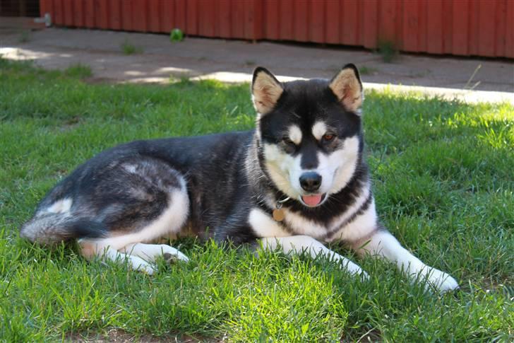 Alaskan malamute Ashanti - Ska vi lege billede 11