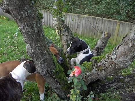 Amerikansk staffordshire terrier Chili 23-06-06 - "Det er alstå MIT træ og der er ikke plas til jer her oppe" billede 19