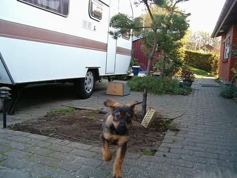 Blanding af racer Bjørn - "Se her kommer jeg" billede 12