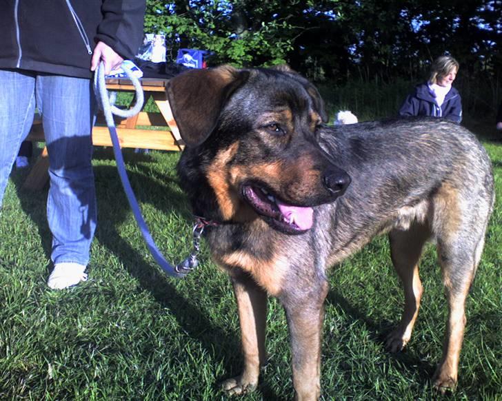 Blanding af racer Bjørn - Bjørn til hunde træning (han kom på en 3 plas i aciliti) NYT billede 14