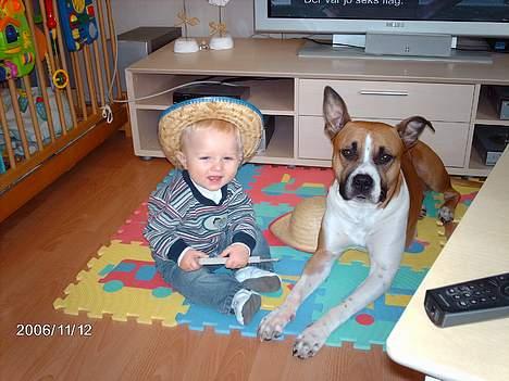 Blanding af racer Asta billede 11