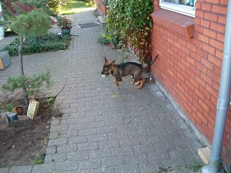 Blanding af racer Bjørn - Bjørn der ude af lege  billede 16