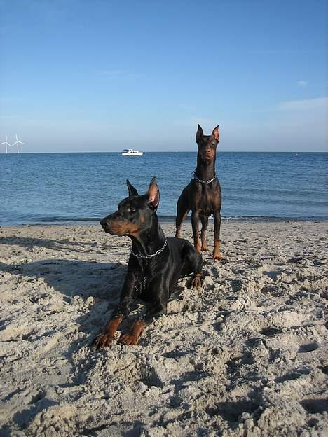 Dobermann Cobra billede 16