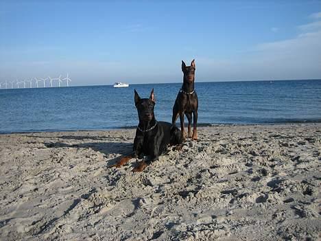 Dobermann Cobra billede 17