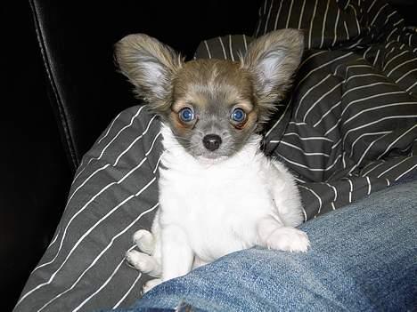 Chihuahua Chiqo - Chiqo 11 uger gammel billede 1