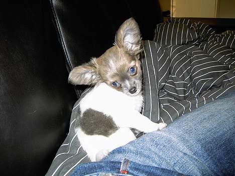 Chihuahua Chiqo billede 2