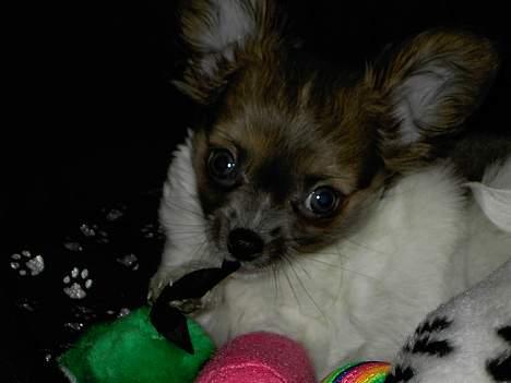 Chihuahua Chiqo - Jeg elsker mit legetøj ! billede 3