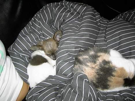 Chihuahua Chiqo - Her får vi os lige en lille lur billede 4