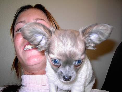 Chihuahua Chiqo billede 5