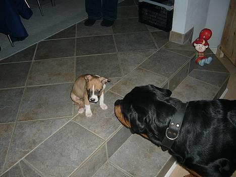 Rottweiler Basse - så det er min nye fætter, du er da godt nok en bette en ( 16.12.06 ) billede 17
