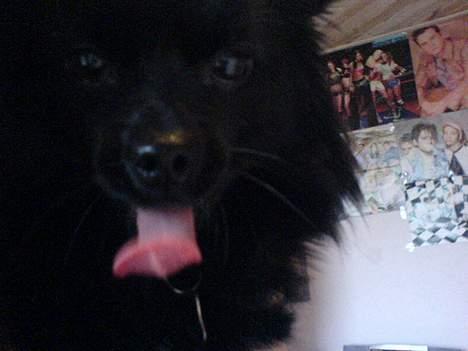 Blanding af racer Zeus - Gabbbbb billede 6