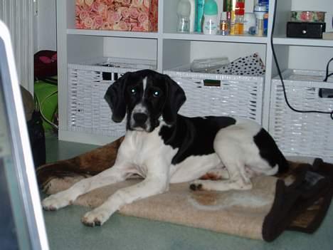 Blanding af racer MIKKEL <3  * Død :'( - Jeg kigger  billede 7