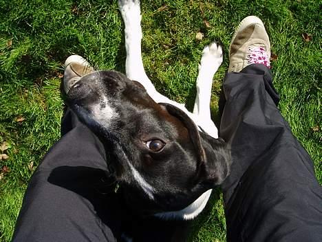 Blanding af racer MIKKEL <3  * Død :'( - jeg går ingen steder billede 8