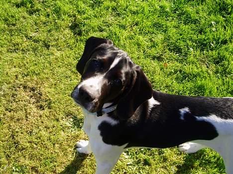 Blanding af racer MIKKEL <3  * Død :'( - heeeejsa :D billede 9