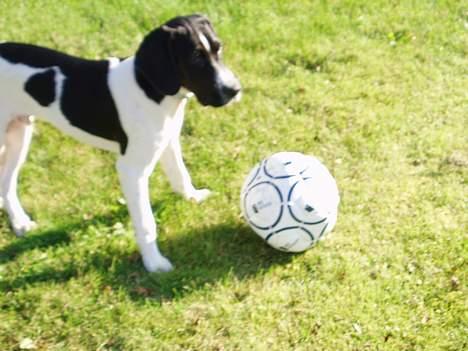 Blanding af racer MIKKEL <3  * Død :'( - skyd!!! ;D billede 10