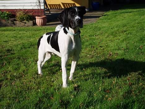 Blanding af racer MIKKEL <3  * Død :'( - flot ik? ;b billede 11