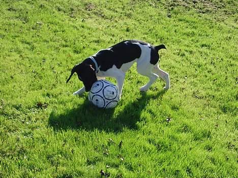 Blanding af racer MIKKEL <3  * Død :'( - Jeg kan ikk få fat i den :S billede 12